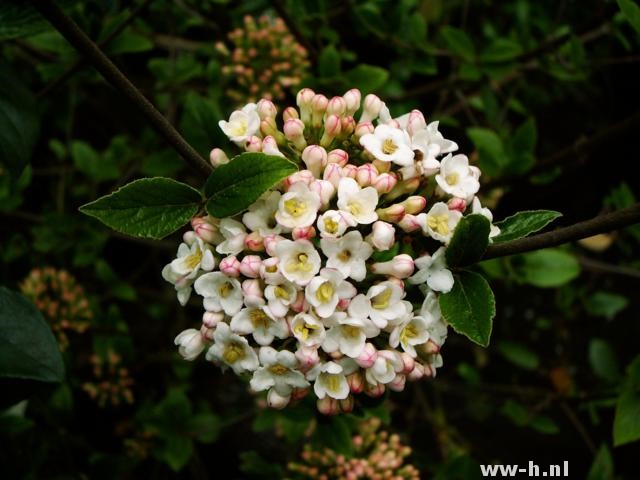 Viburnum burkwoodii Viburnum burkwoodii