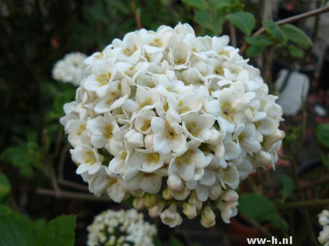 Viburnum carlcephalum