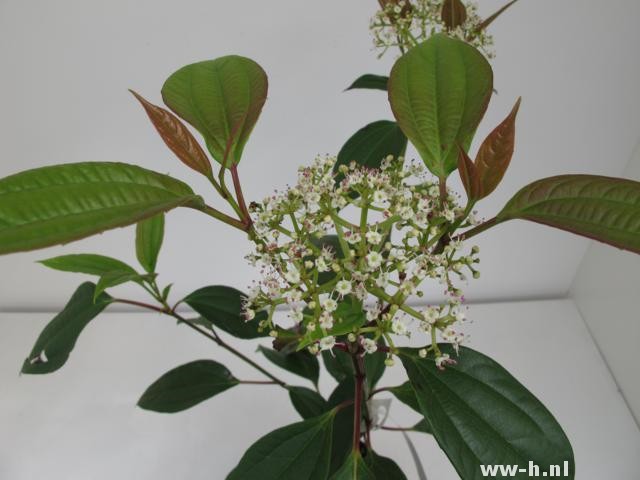 Viburnum cinnamomnifolium