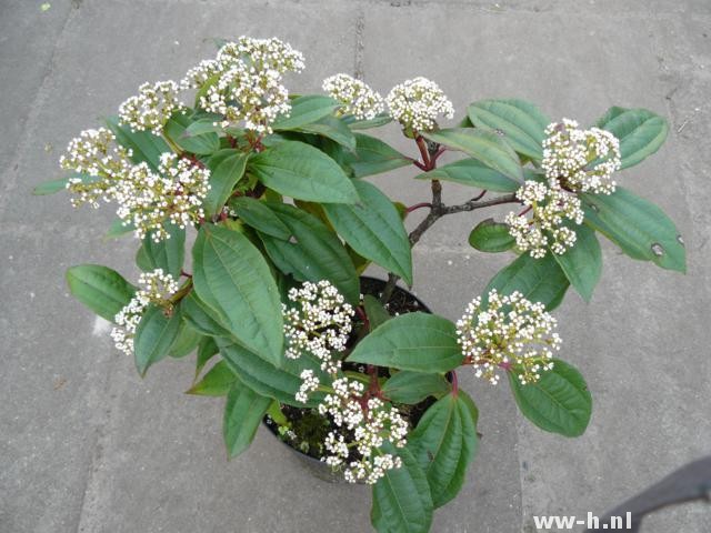 Viburnum davidii Viburnum davidii