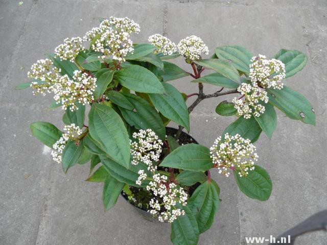 Viburnum davidii