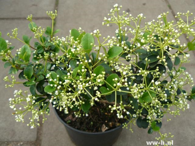 Viburnum harryanum Viburnum harryanum