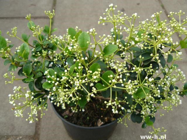 Viburnum harryanum