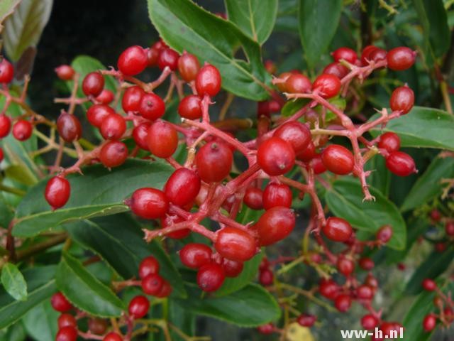 Viburnum hillieri 'Winton' Viburnum hillieri 'Winton'
