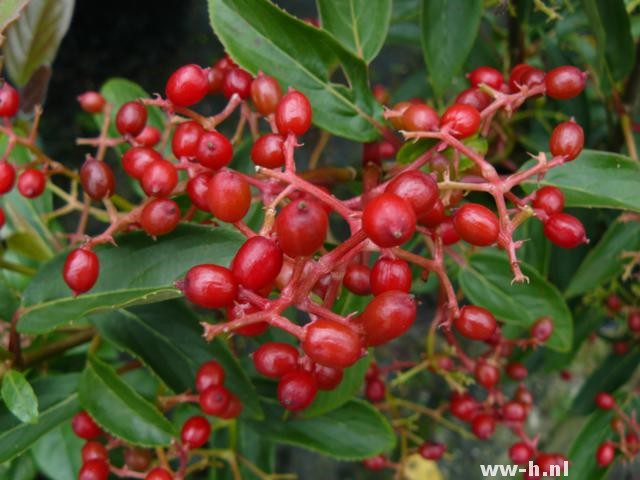 Viburnum hillieri 'Winton'