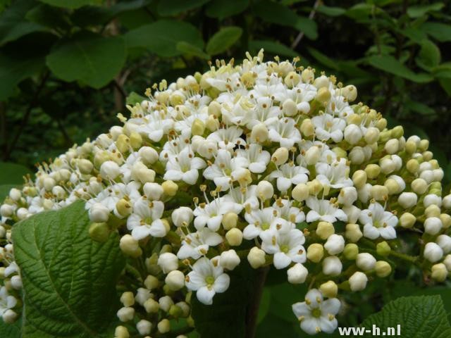 Viburnum lantana Viburnum lantana