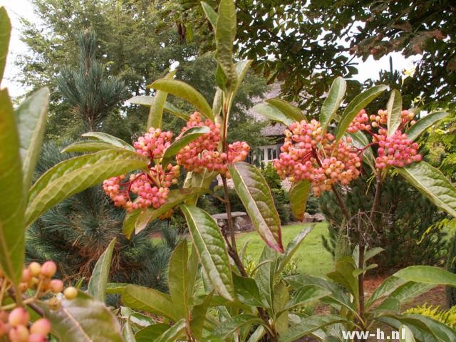 Viburnum nudum 'Pink Beauty' Viburnum nudum 'Pink Beauty'