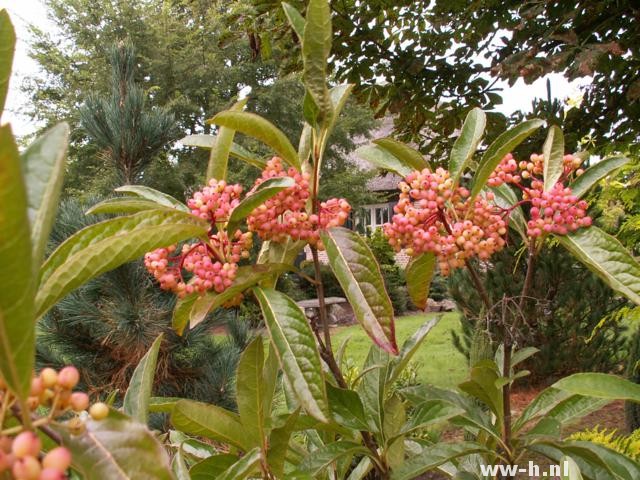 Viburnum nudum 'Pink Beauty'