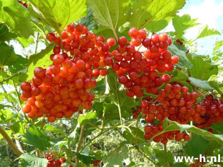 Viburnum opulus - Klik op de afbeelding om het venster te sluiten