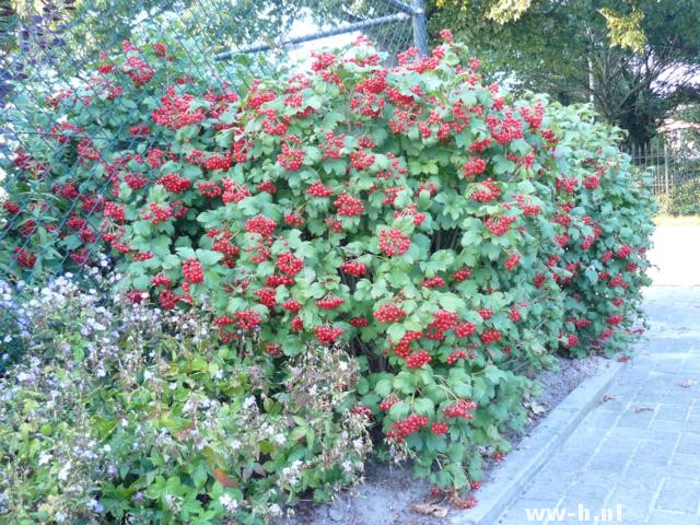 Viburnum opulus