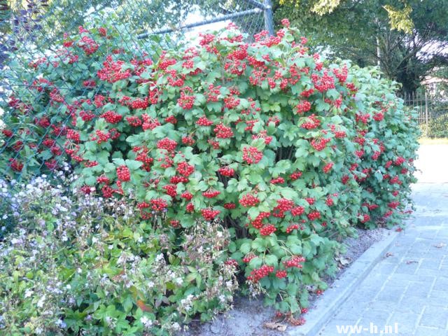 Viburnum opulus 'Compactum'