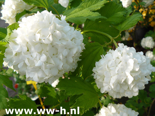 Viburnum opulus
