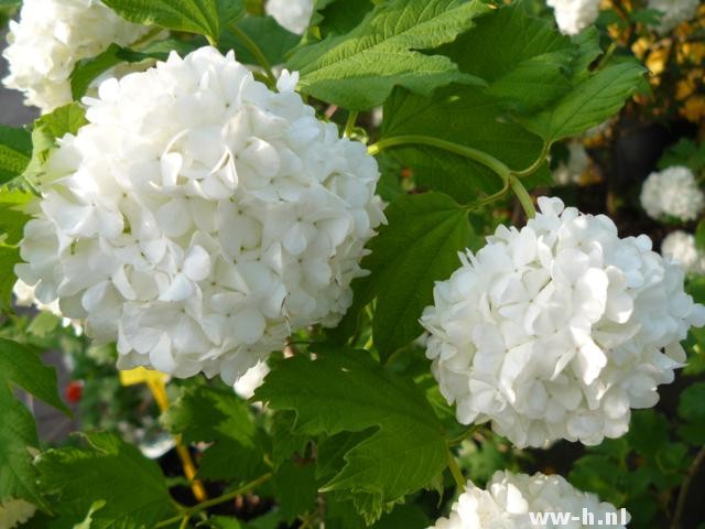 Viburnum opulus - Klik op de afbeelding om het venster te sluiten