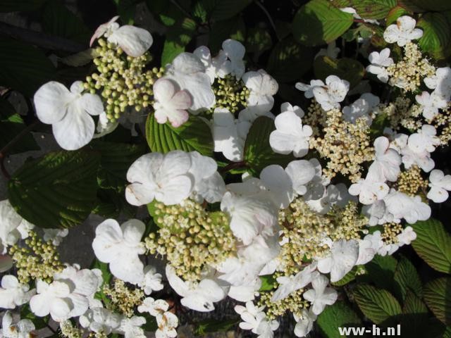 Viburnum plicatum 'Cascade' Viburnum plicatum 'Cascade'
