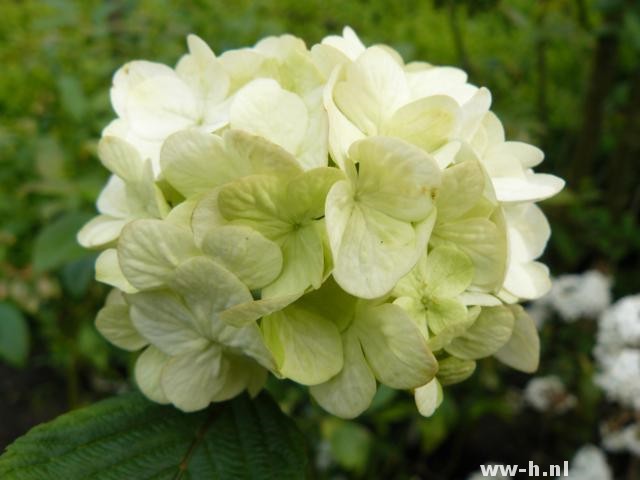 Viburnum plicatum 'Grandiflorum'