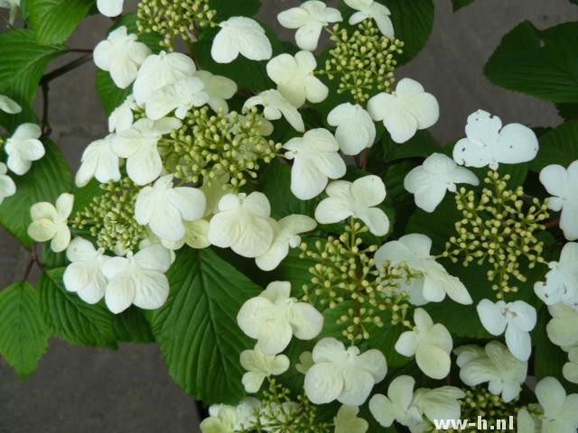 Viburnum plicatum 'Mariesii' Viburnum plicatum 'Mariesii'