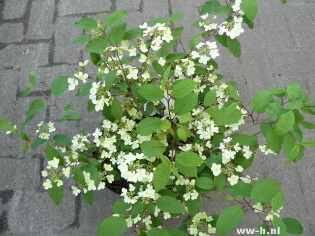 Viburnum plicatum 'Pink Beauty'