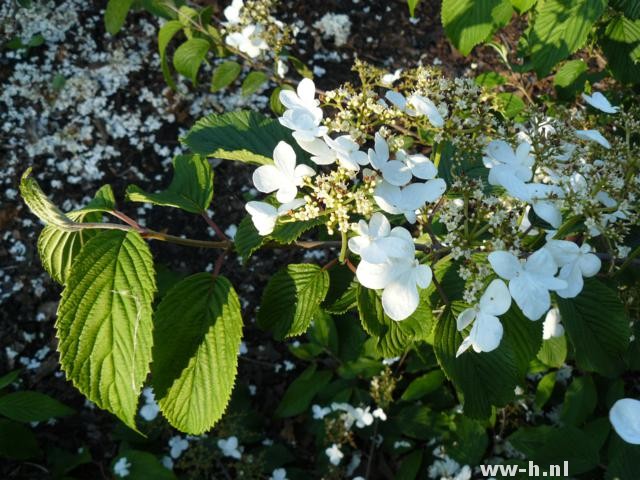 Viburnum plicatum 'Shasta' Viburnum plicatum 'Shasta'