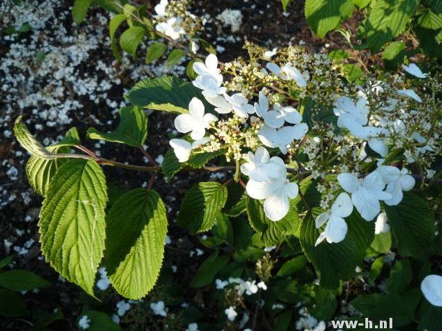 Viburnum plicatum 'Shasta'