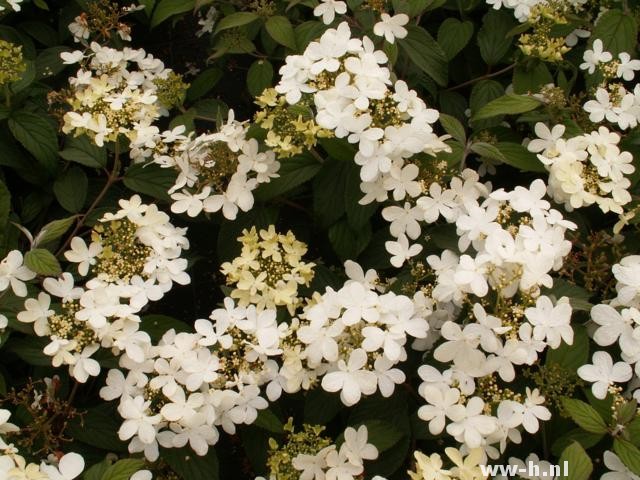 Viburnum plicatum 'Watanabe' Viburnum plicatum 'Watanabe'