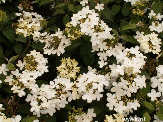 Viburnum plicatum 'Watanabe'