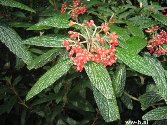 Viburnum rhytidophyllum