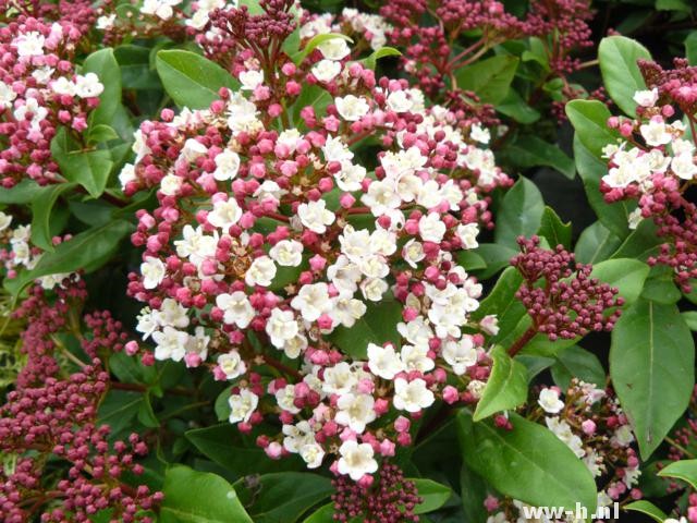 Viburnum tinus 'Gwenlian'