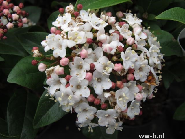 Viburnum tinus SPIRIT