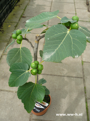 Vijg ( Ficus Carica ) v.a. 5,99
