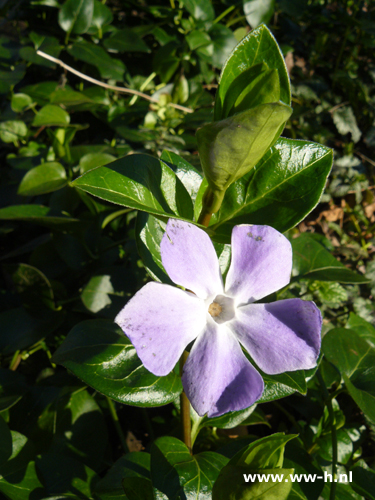 Vinca major