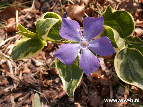 Vinca major