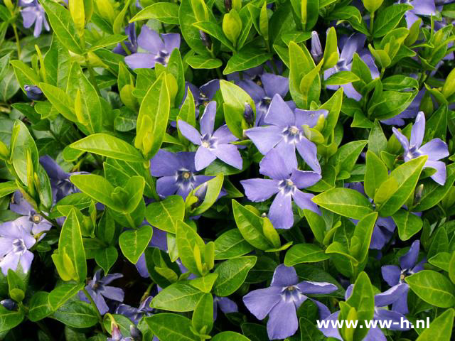 Vinca minor