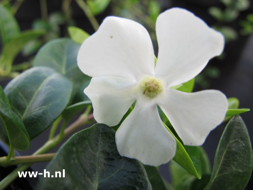 Vinca minor