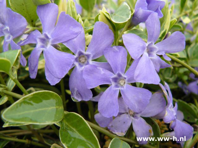 Vinca minor