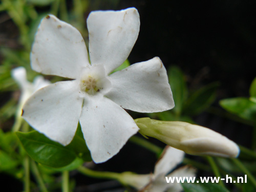 Vinca minor