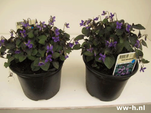 Viola labradorica 2.99 Viola labradorica 2.99