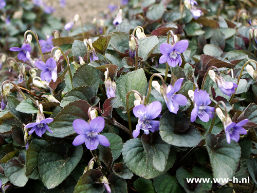 Viola labradorica