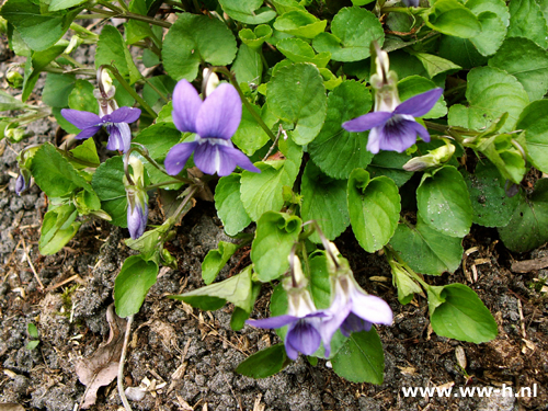 Viola odorata