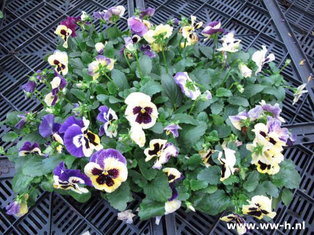 Viola 0,45 , volle doos = 18 stuks a 0,35 is 5,99