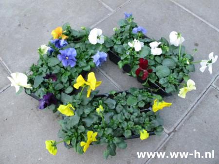 Viola 0,45 , volle doos = 18 stuks a 0,35 is 5,99