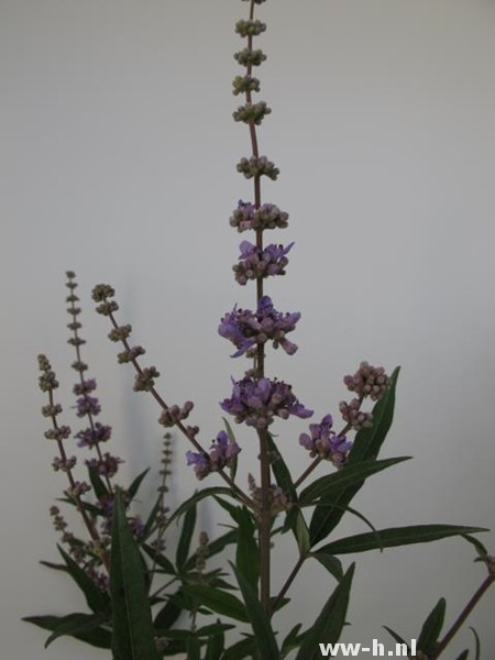 Vitex agnus-castus - Klik op de afbeelding om het venster te sluiten