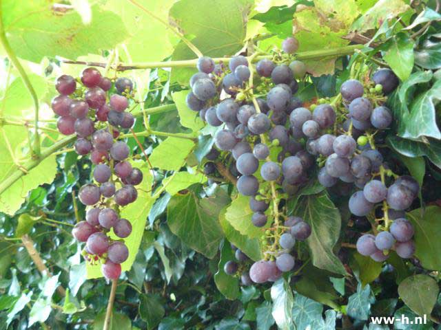 Vitis 'Boskoop Glory' - Klik op de afbeelding om het venster te sluiten