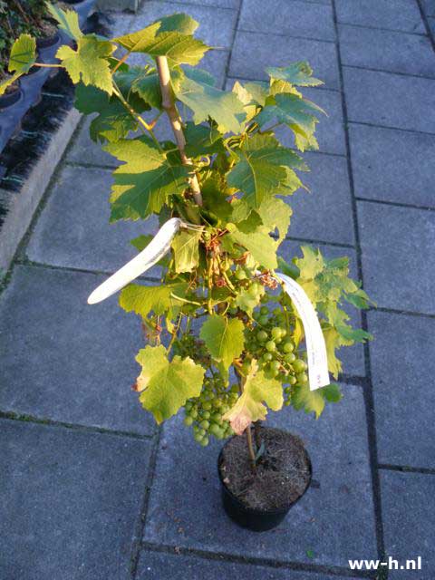 Vitis 'Vroege van der Laan'