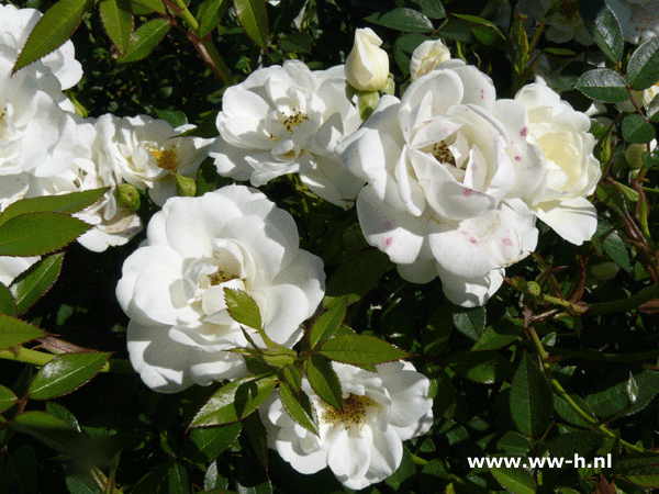 KENT; WHITE COVER; PYRENEES ( ='Poulcov')