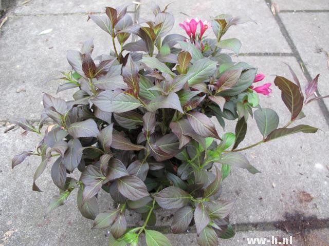 Weigela florida MINOR BLACK (='Verweig 3') - Klik op de afbeelding om het venster te sluiten