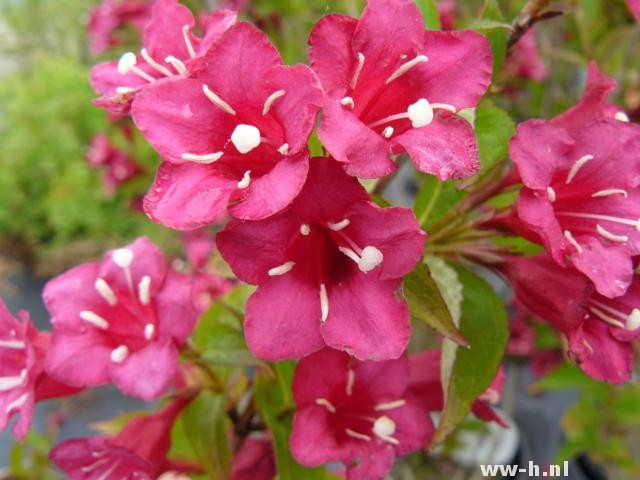 Weigela 'Bristol Ruby' - Klik op de afbeelding om het venster te sluiten