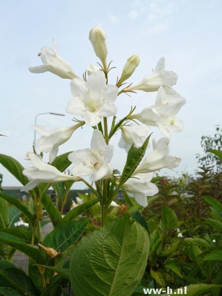 Weigela 'Candida' - Klik op de afbeelding om het venster te sluiten