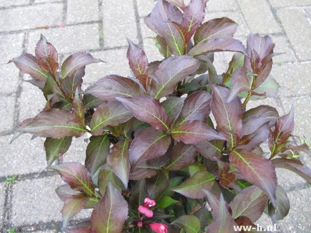 Weigela NAOMI CAMPBELL (='Bokrashine' PBR)