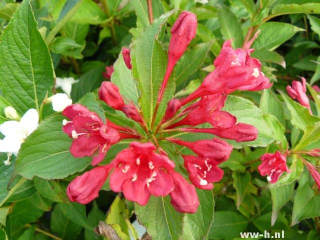 Weigela 'Red Prince' - Klik op de afbeelding om het venster te sluiten