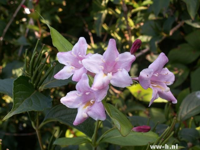 Weigela 'Rosea' - Klik op de afbeelding om het venster te sluiten